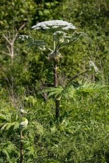 Giant hogweed or wild parsnip