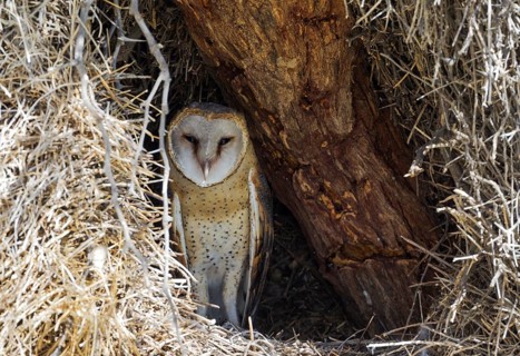 Barn Owl