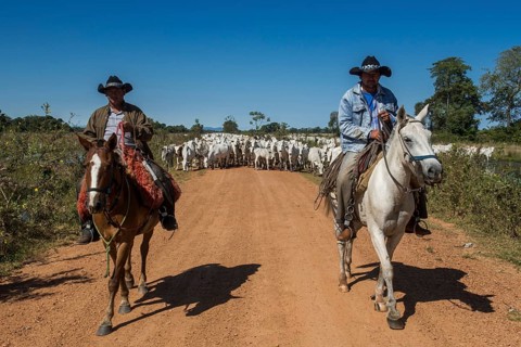 Two cowboys on horses with a herd of Nelore cattle on gravel road