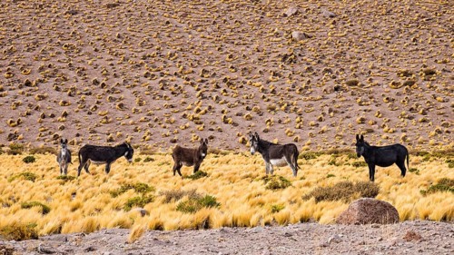Wild Donkeyes in the Desert