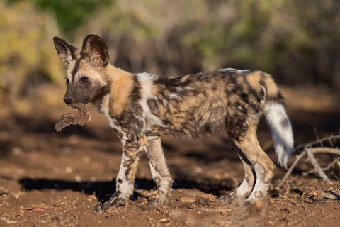 African wild dog