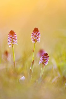 Burnt-tip orchid