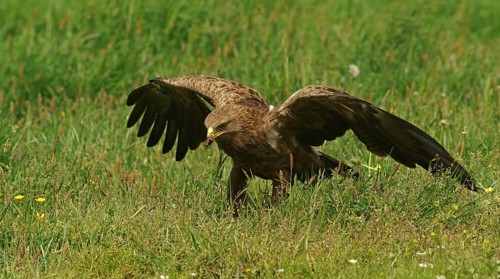 Lesser spotted eagle