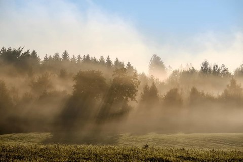 Sunbeams shine through forest in the morning mist