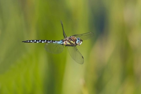 Flying migrant hawker
