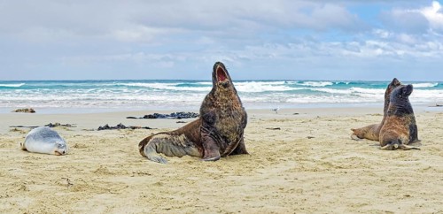New Zealand sea lions