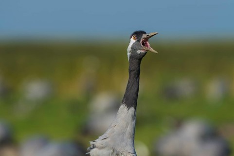 Common or European crane