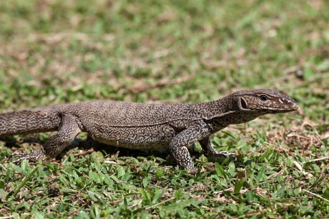 Bengal or common Indian monitor