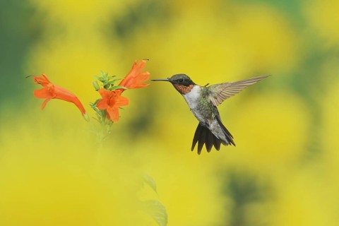 Ruby-throated Hummingbird