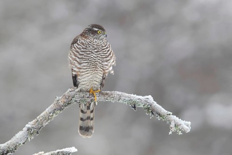 Northern sparrowhawk