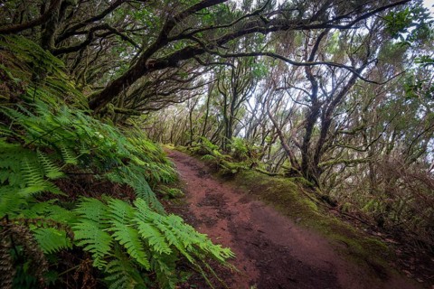 Trail through the laurel forest