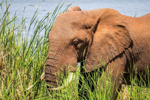 African Elephant
