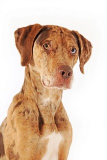 Catahoula Leopard Dog