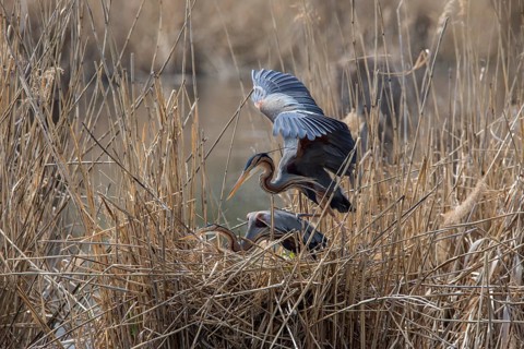 Purple heron
