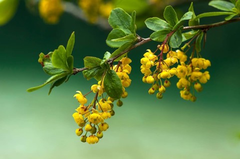 Blossoms of a common barberry