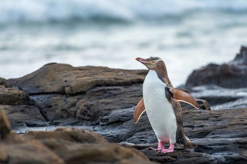 Yellow-eyed penguin