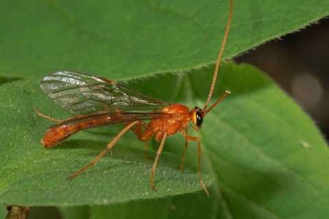 Gasteruptiid