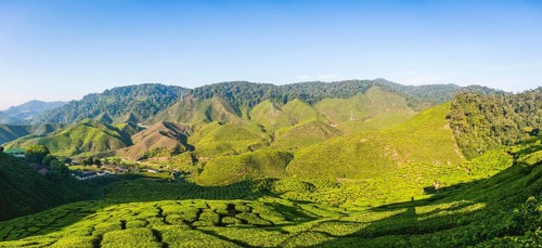 Valley with tea plantations