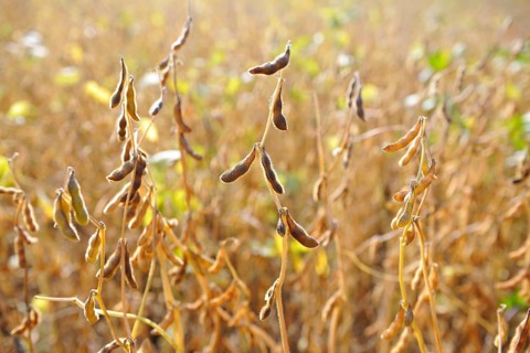 Soya beans