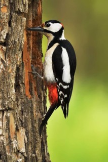 Woodpecker