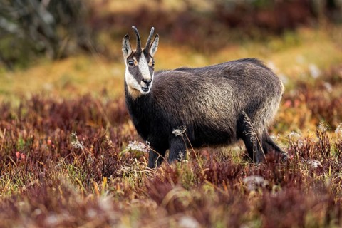 Chamois