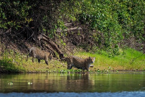 Jaguars