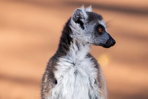 Ring-tailed lemur