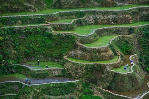 Rice terraces of Banaue
