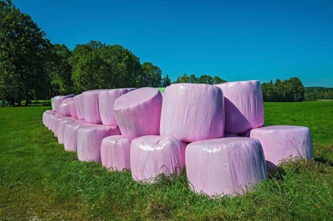 Silage bales in pink plastic wrap