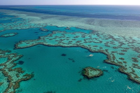 Coral Reef