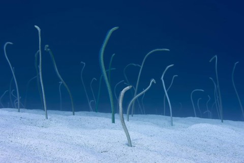 Group of Red Sea garden eels