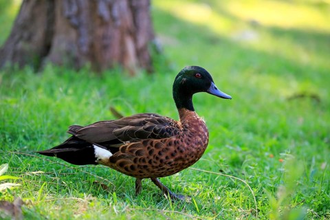 Chestnut-breasted teal