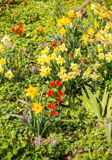 Daffodils