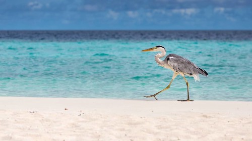 Grey Heron