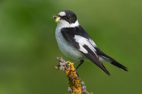 Collared flycatcher