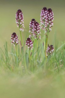 Burnt-tip orchid