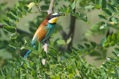 European bee-eater