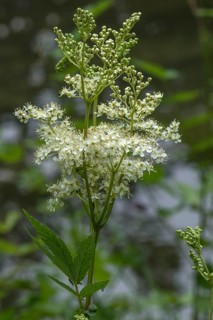 Blossoming Meadowsweet
