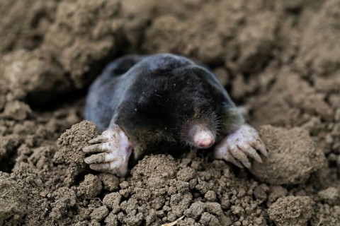 European mole