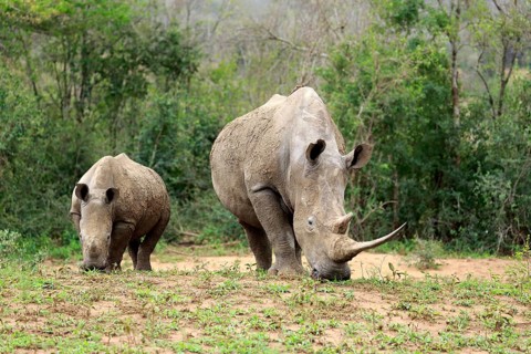 White rhinoceroses