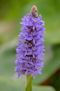 Pickerelweed