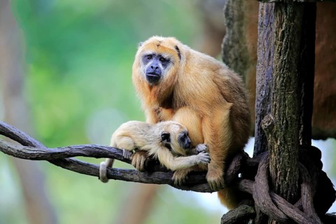 Black howler