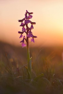 Green-winged orchid
