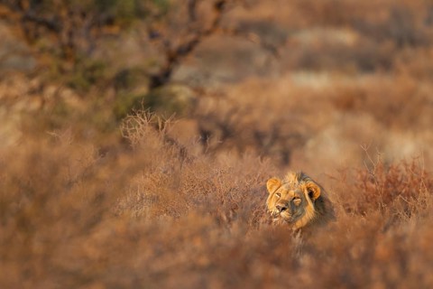 Lion