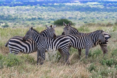 Plains Zebras