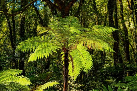 Tree ferns