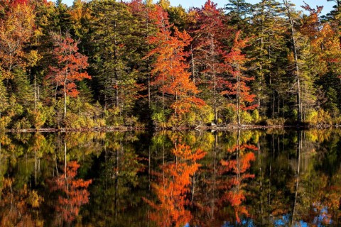 Mixed forest