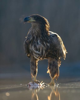 White-tailed eagle
