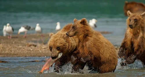 Brown bear