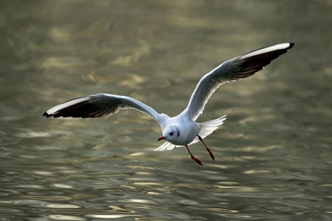 Black-headed gull